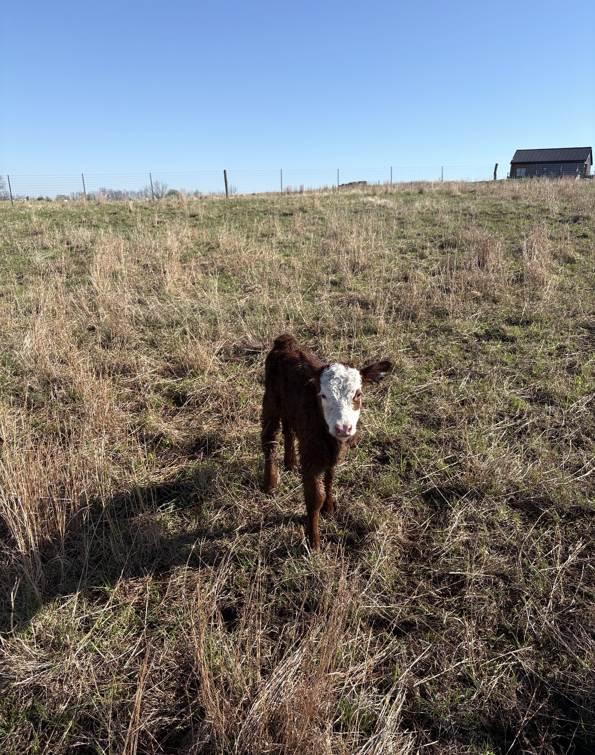 Mini Hereford / Highland