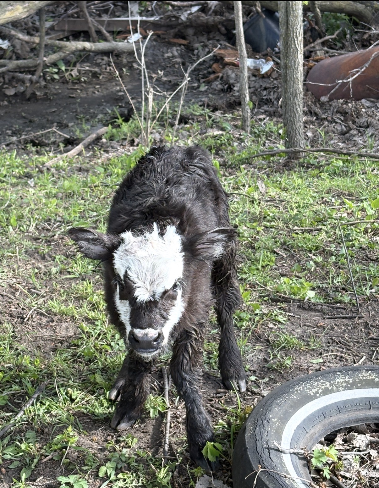 Mini Highland / Hereford