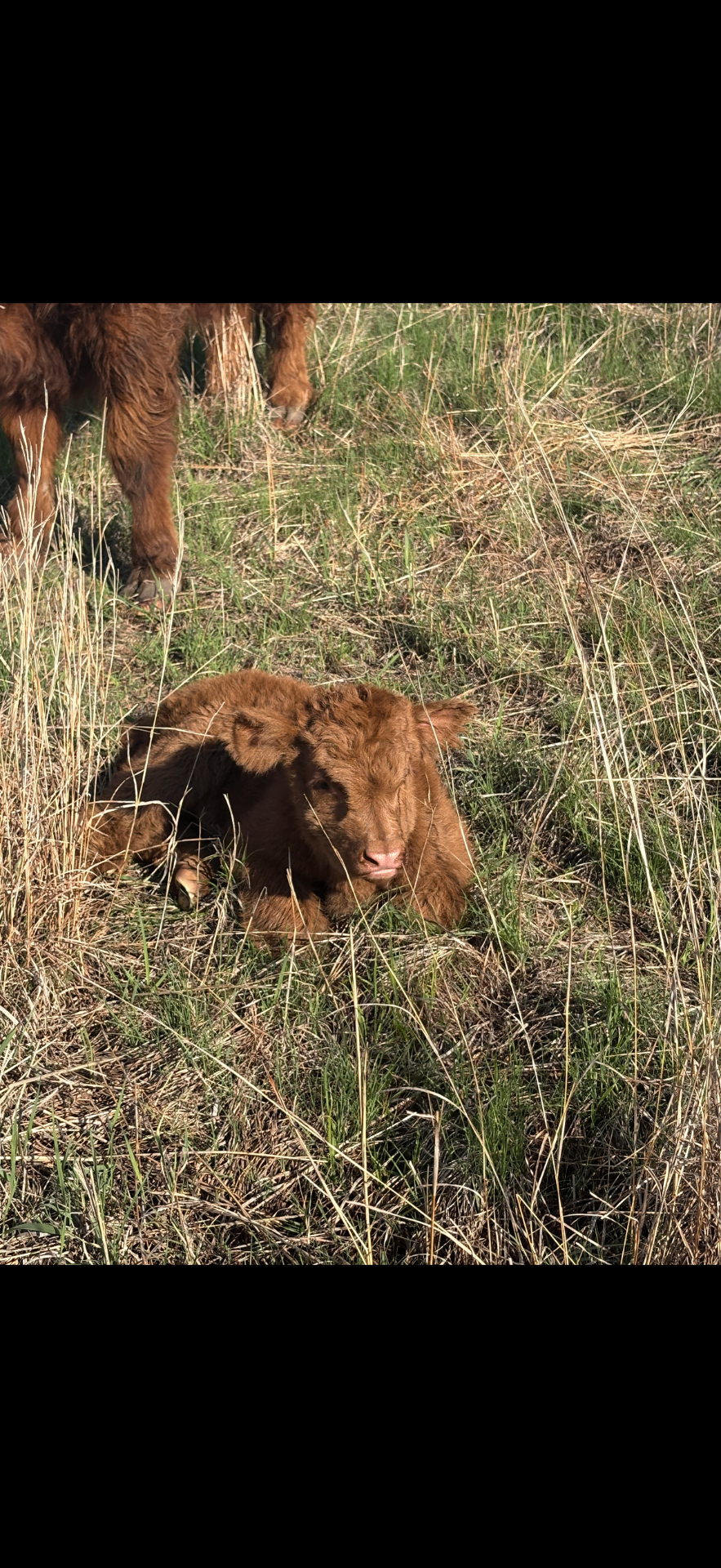 Mini Purebred Highland