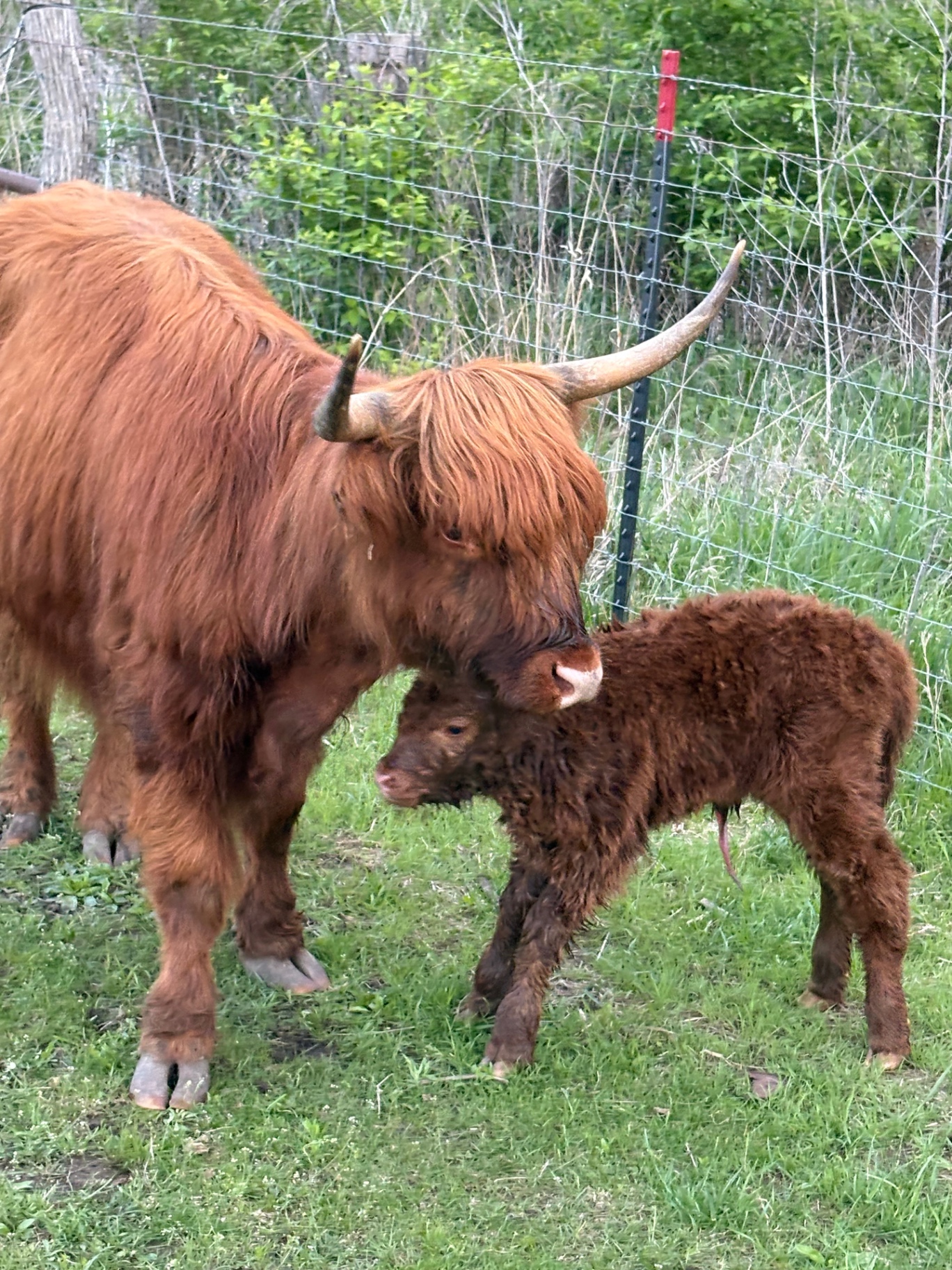 A miniature cow and her calf together in a green pasture