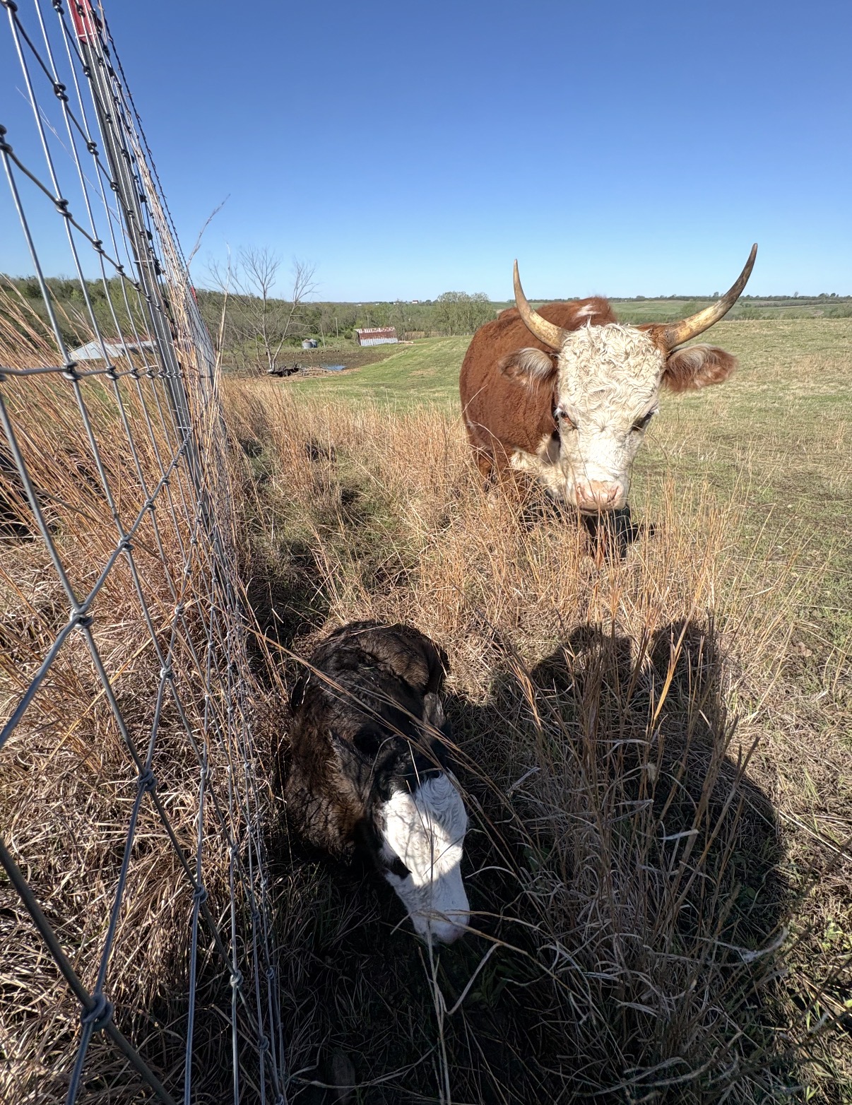 Mini Highland / Hereford